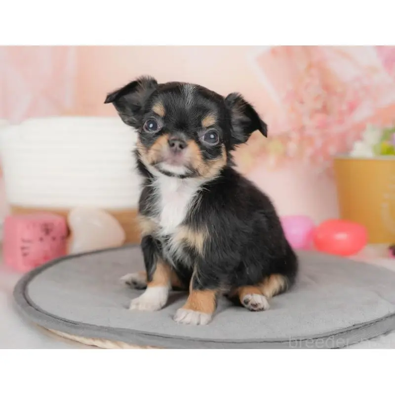 販売中の群馬県のチワワ(ロングコート)-451442の5枚目