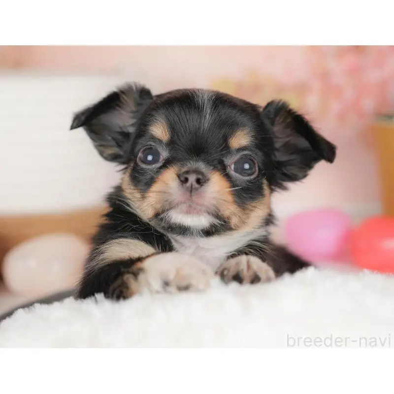 販売中の群馬県のチワワ(ロングコート)-451442の4枚目