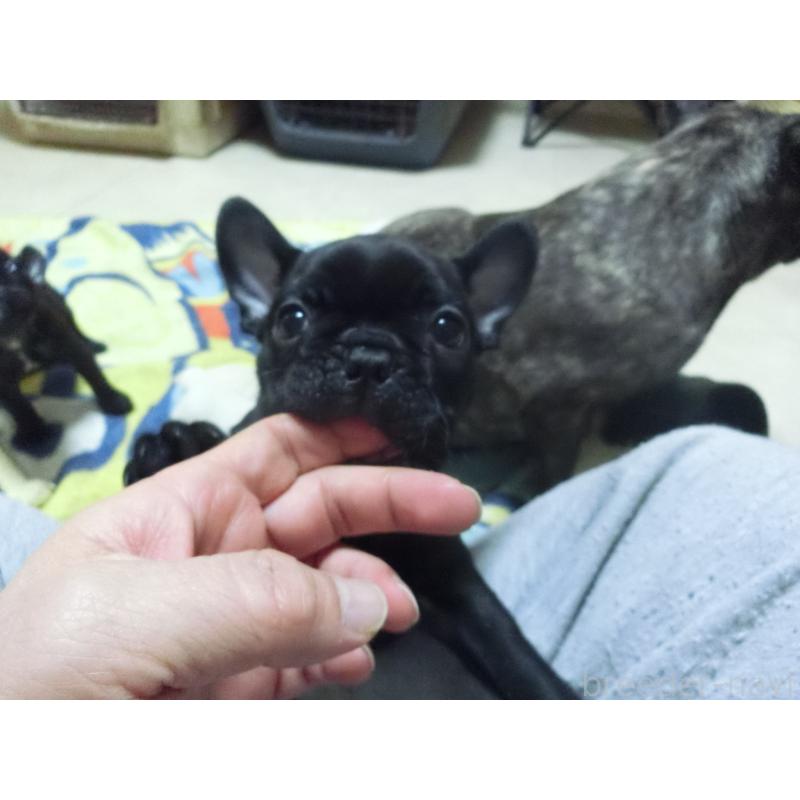 販売中の兵庫県のフレンチブルドッグ-447055の9枚目