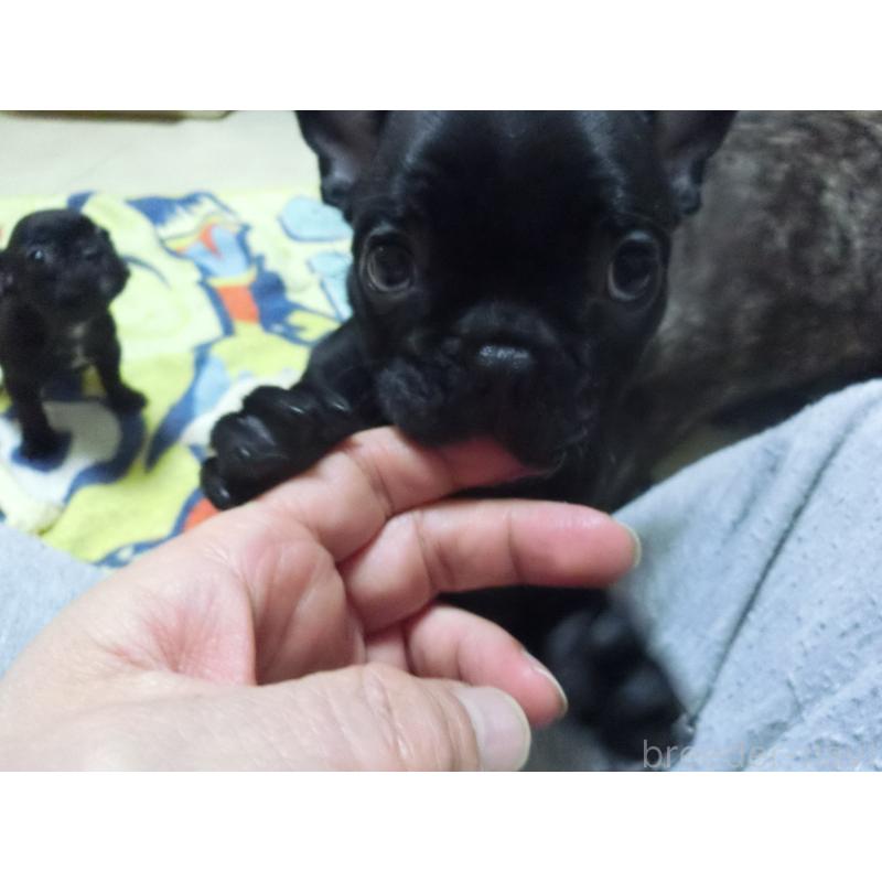 販売中の兵庫県のフレンチブルドッグ-447055の8枚目