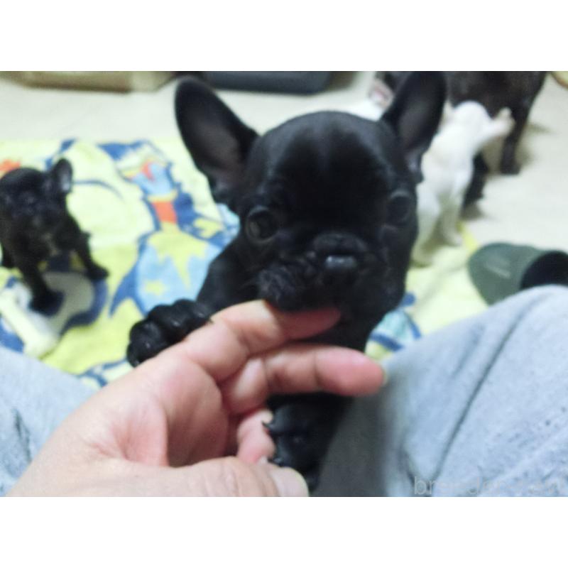 販売中の兵庫県のフレンチブルドッグ-447055の7枚目