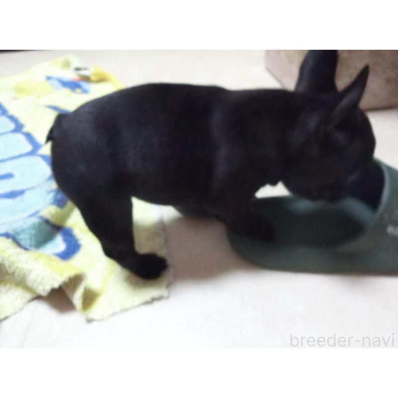 販売中の兵庫県のフレンチブルドッグ-447055の6枚目