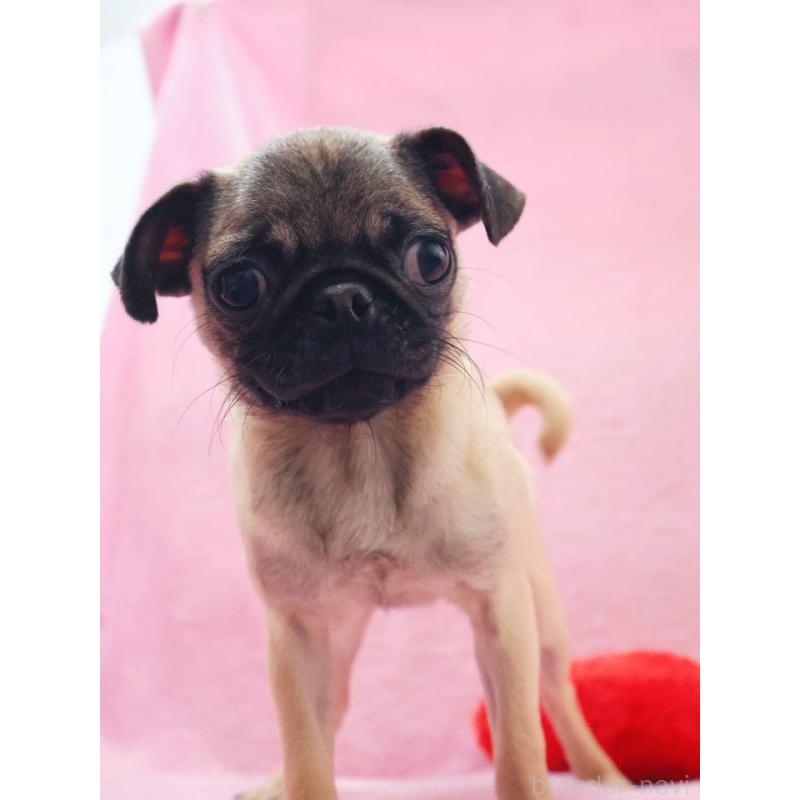 販売中の神奈川県のパグ-412982の7枚目