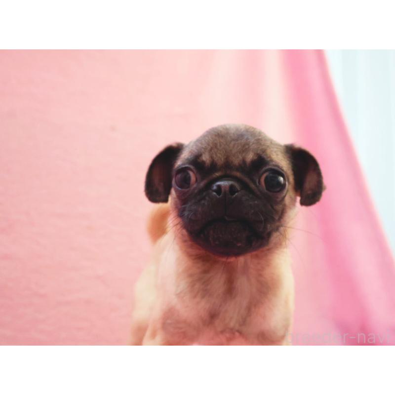 販売中の神奈川県のパグ-412982の6枚目