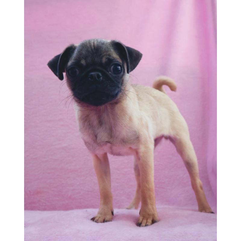 販売中の神奈川県のパグ-412982の5枚目