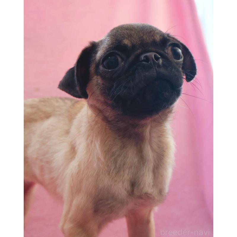 販売中の神奈川県のパグ-412982の4枚目