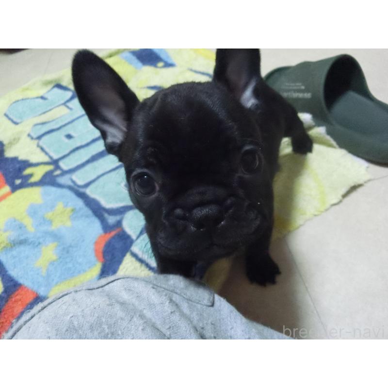 販売中の兵庫県のフレンチブルドッグ-447055の5枚目