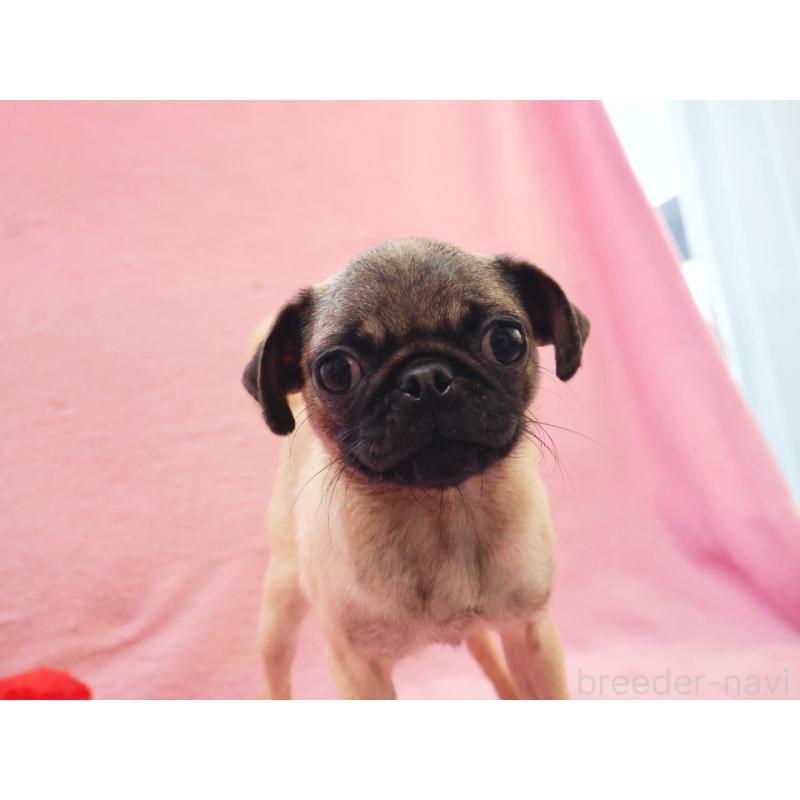 販売中の神奈川県のパグ-412982の3枚目