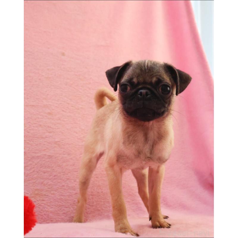 販売中の神奈川県のパグ-412982の2枚目