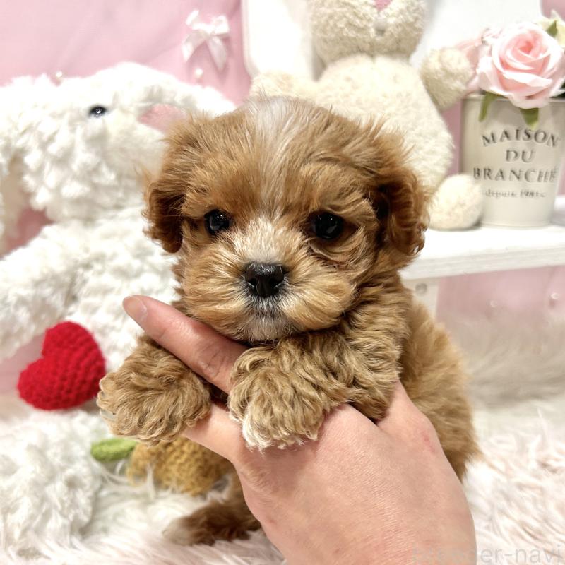 販売中の栃木県のミックス犬-448517