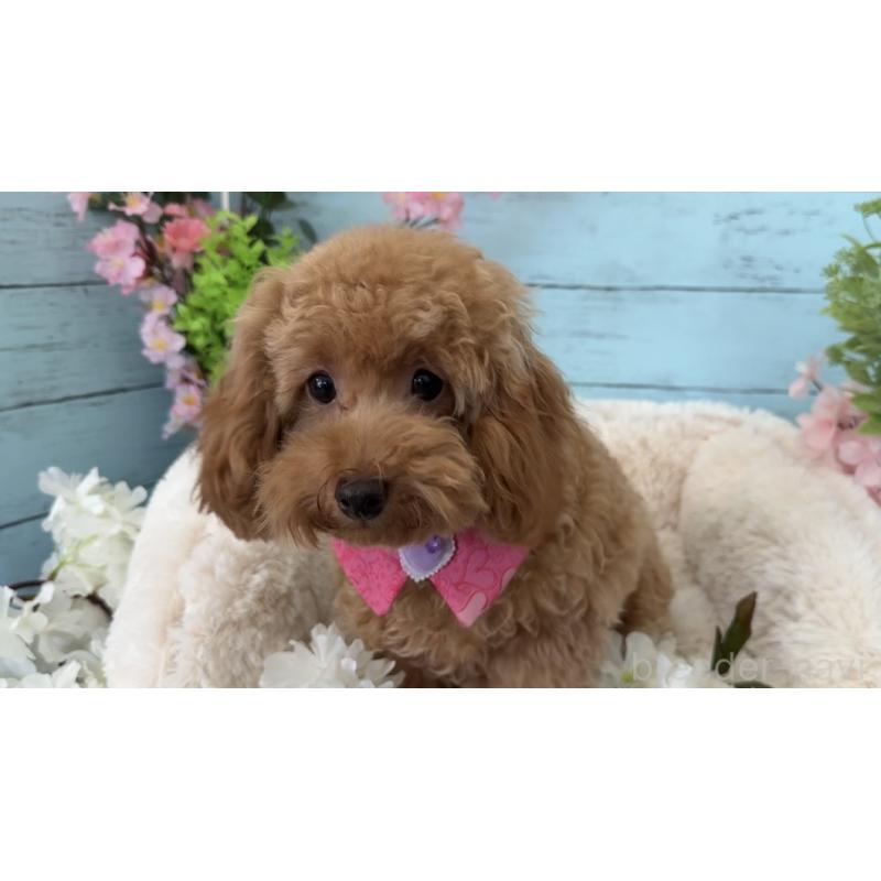 販売中の埼玉県のタイニープードル-423501の6枚目