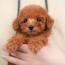 ♀︎タイニープードル