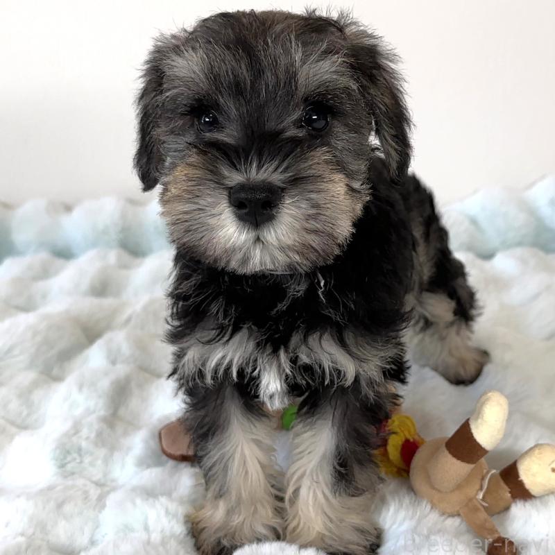 商談中の栃木県のミニチュアシュナウザー-442586の5枚目