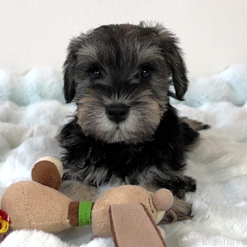 商談中の栃木県のミニチュアシュナウザー-442586の4枚目