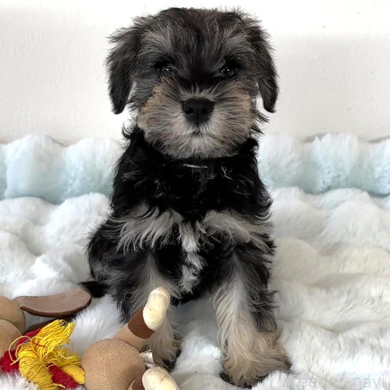 商談中の栃木県のミニチュアシュナウザー-442586の3枚目