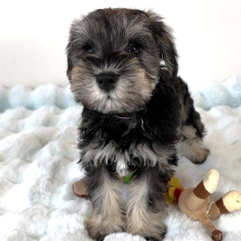 商談中の栃木県のミニチュアシュナウザー-442586の2枚目