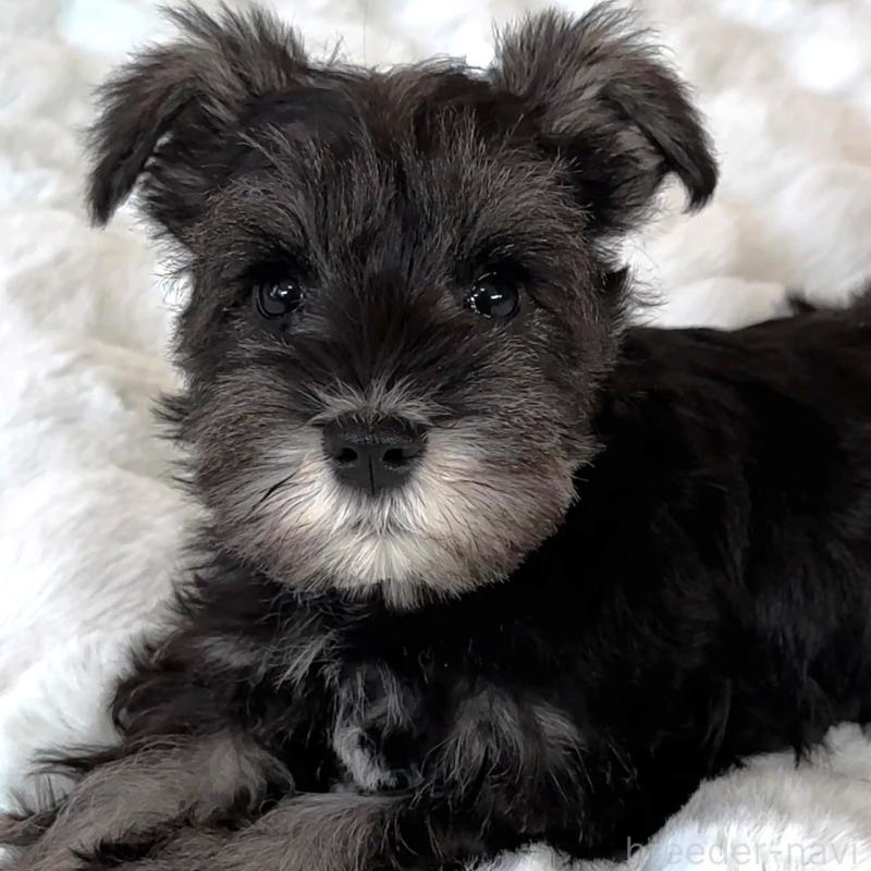 販売中の栃木県のミニチュアシュナウザー-442587の5枚目