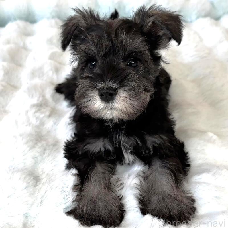 販売中の栃木県のミニチュアシュナウザー-442587の4枚目