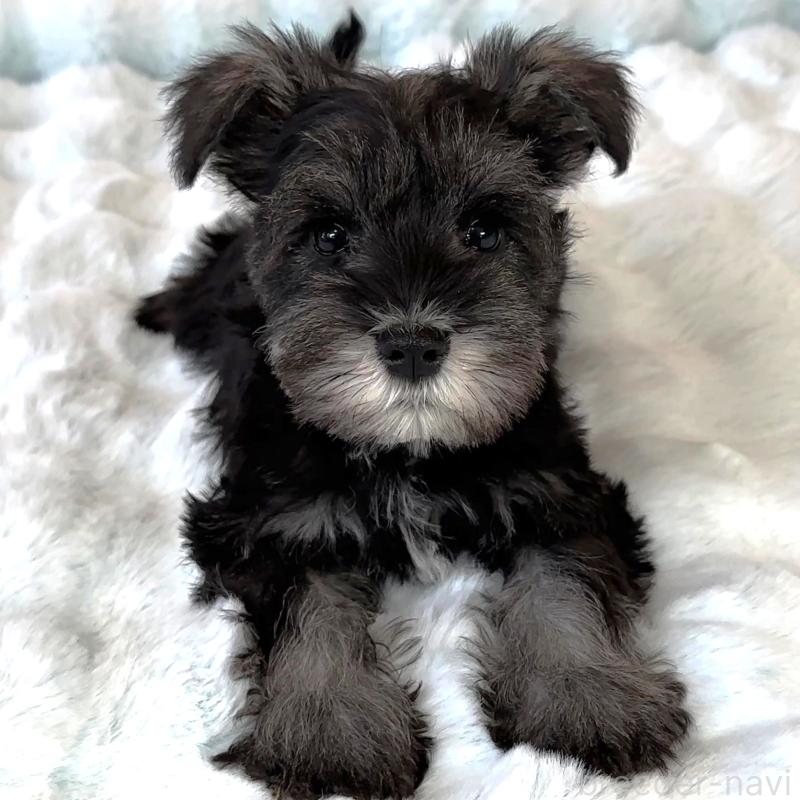 販売中の栃木県のミニチュアシュナウザー-442587の3枚目