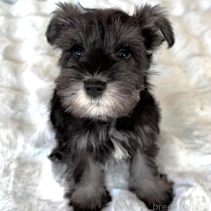 販売中の栃木県のミニチュアシュナウザー-442587の2枚目