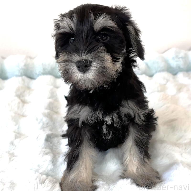 成約済の栃木県のミニチュアシュナウザー-442588の6枚目