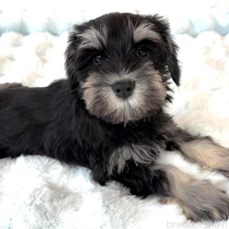 成約済の栃木県のミニチュアシュナウザー-442588の5枚目