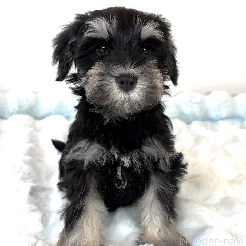 成約済の栃木県のミニチュアシュナウザー-442588の4枚目