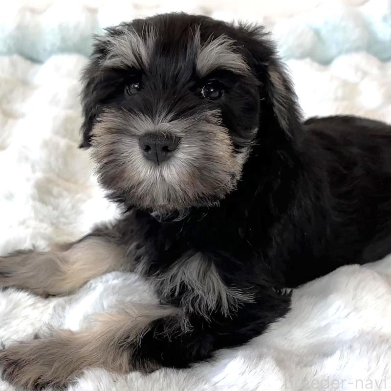 成約済の栃木県のミニチュアシュナウザー-442588の3枚目