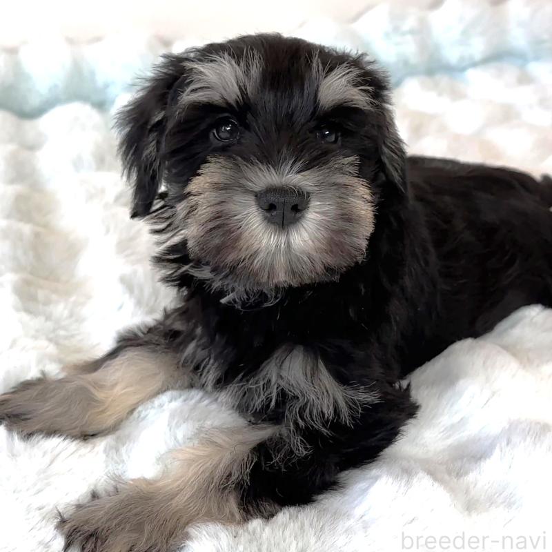 成約済の栃木県のミニチュアシュナウザー-442588の2枚目