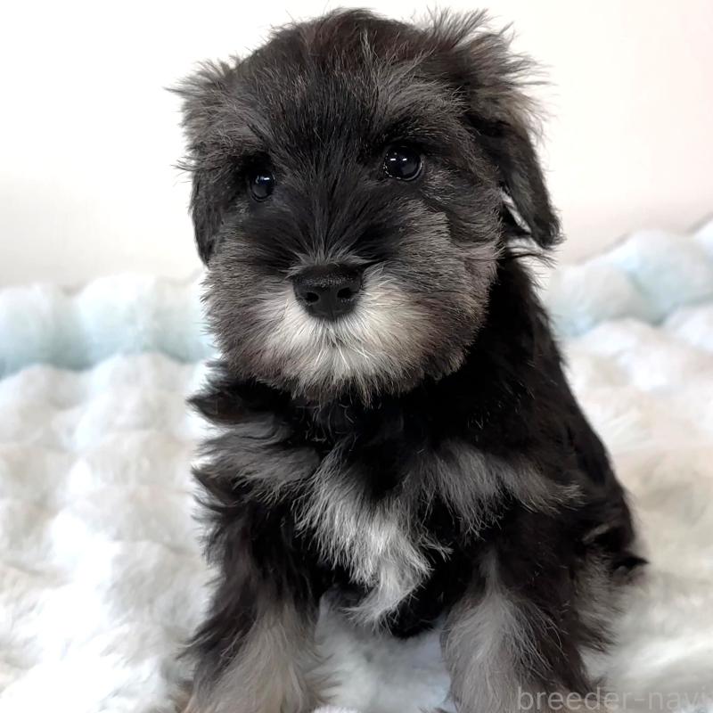 販売中の栃木県のミニチュアシュナウザー-442589の5枚目