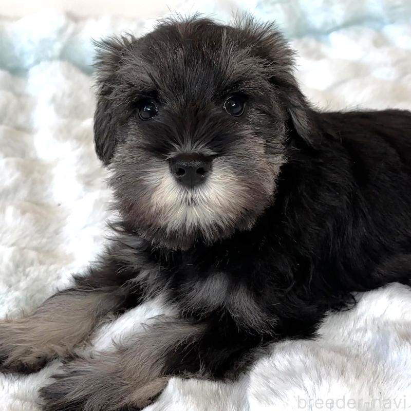 販売中の栃木県のミニチュアシュナウザー-442589の4枚目