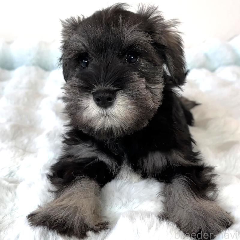 販売中の栃木県のミニチュアシュナウザー-442589の2枚目