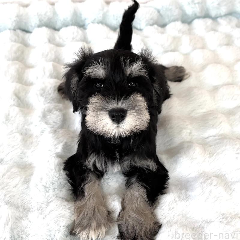 販売中の栃木県のミニチュアシュナウザー-442590の7枚目