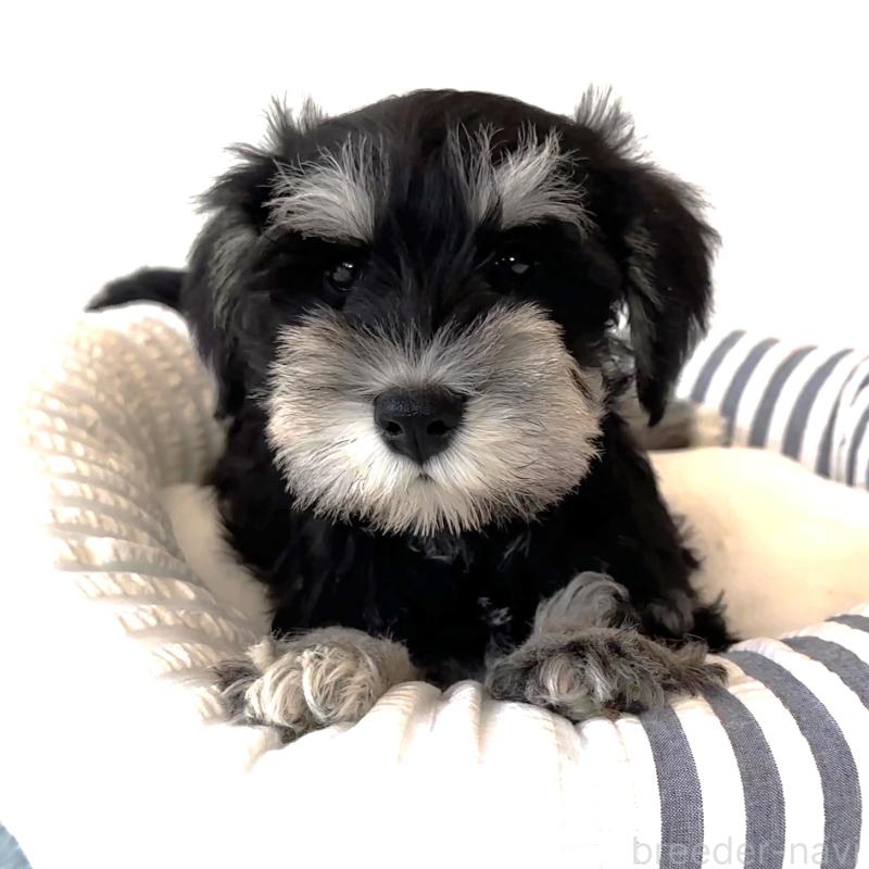 販売中の栃木県のミニチュアシュナウザー-442590の6枚目