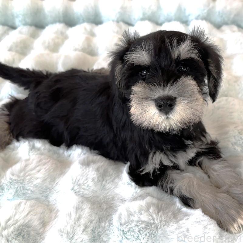 販売中の栃木県のミニチュアシュナウザー-442590の5枚目