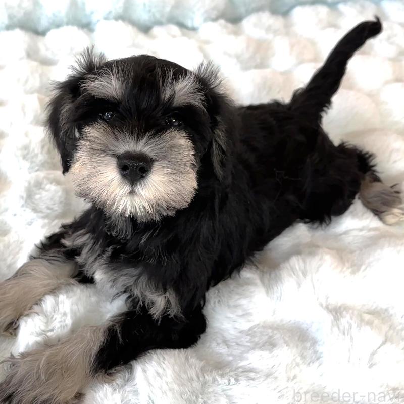 販売中の栃木県のミニチュアシュナウザー-442590の4枚目