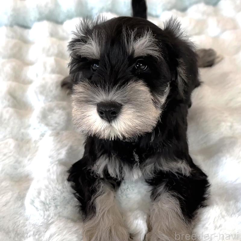 販売中の栃木県のミニチュアシュナウザー-442590の3枚目