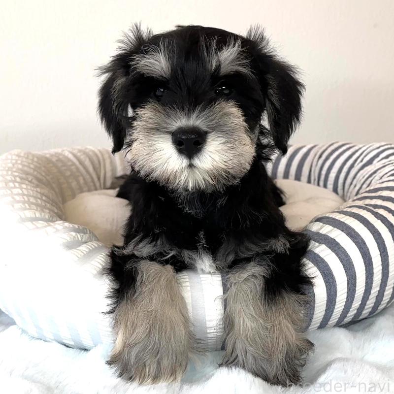 販売中の栃木県のミニチュアシュナウザー-442590の2枚目