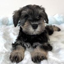 ♀︎ミニチュアシュナウザー