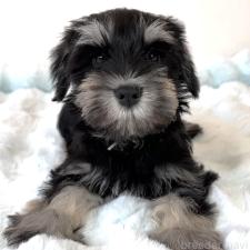 ♀︎ミニチュアシュナウザー