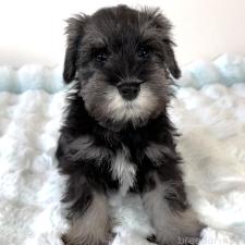 ♀︎ミニチュアシュナウザー