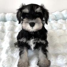 ♀︎ミニチュアシュナウザー