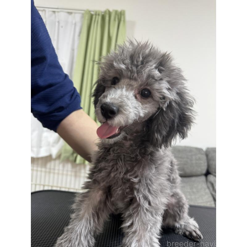 販売中の愛知県のトイプードル-431950の2枚目