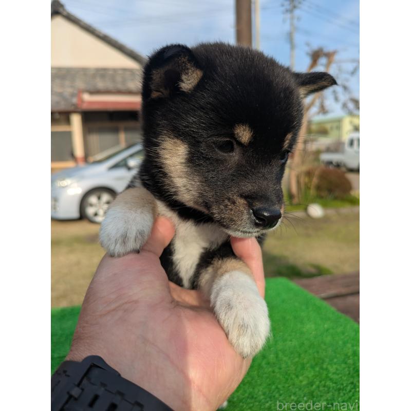 成約済の鹿児島県の豆柴-446027の4枚目