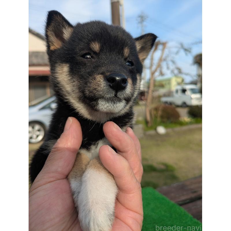 成約済の鹿児島県の豆柴-446027の3枚目