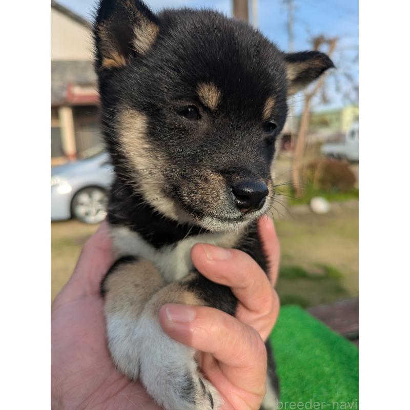 成約済の鹿児島県の豆柴-446027の2枚目