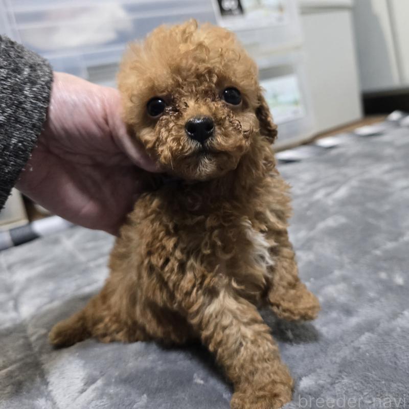 販売中の岡山県のトイプードル-445692