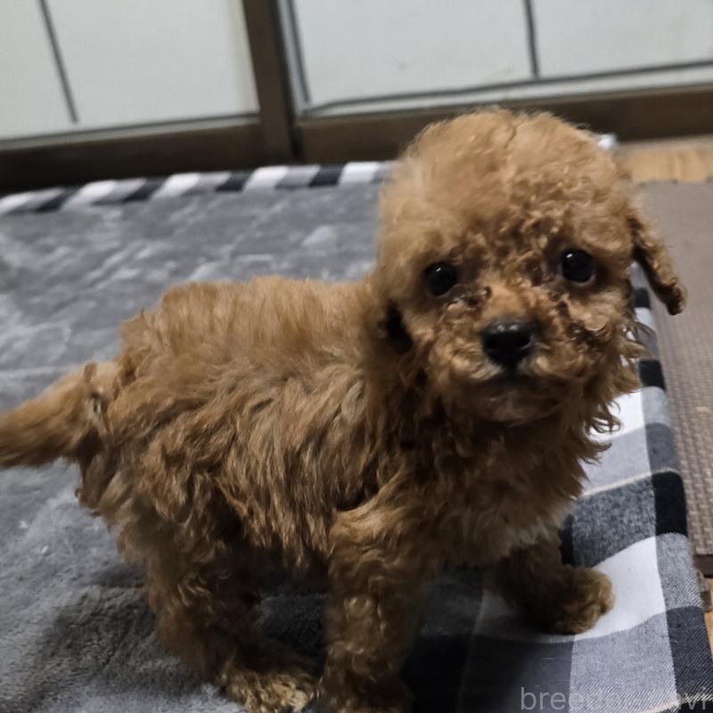 商談中の岡山県のトイプードル-445692の5枚目