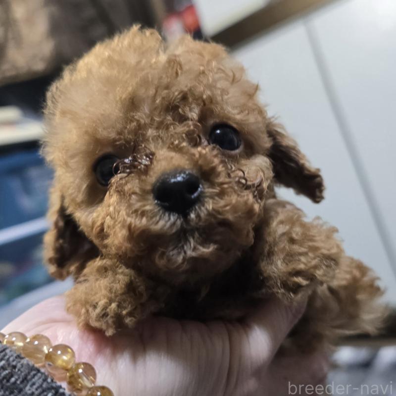 商談中の岡山県のトイプードル-445692の4枚目