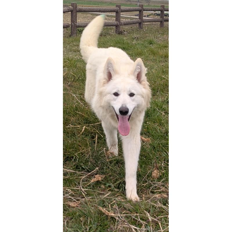 販売中の滋賀県のホワイトシェパード-447597